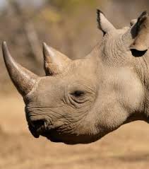 Start by marking la corne de rhinocéros (spirou et fantasio, #6) as want to read Des Trafiquants Presumes De Cornes De Rhinoceros Arretes Aux Etats Unis