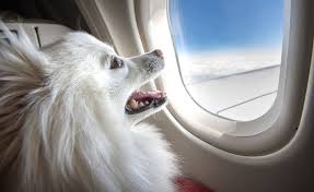 Frontier airlines really believes that pets are a part of the family, so they go the extra mile to make sure you can comfortably travel with your pets. What Airlines Allow Pets On Planes The Travel Expert