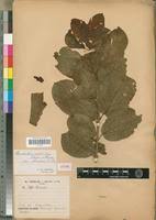 Image result for Clerodendrum capitatum