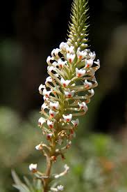 Image result for Hebenstretia angolensis