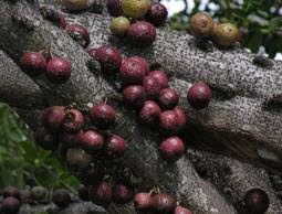 Image result for Ficus sansibarica