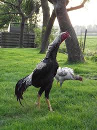 Agen Sabung Ayam Online Clik Images For More Information Ayam Jepang