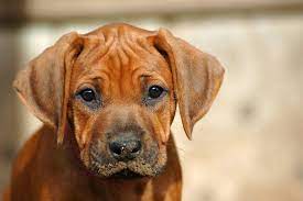 Missing You A Beautiful Little African Rhodesian Ridgeback Hound Puppy Dog Hea Ad Houn Rhodesian Ridgeback Puppies Rhodesian Ridgeback Dog Hound Puppies