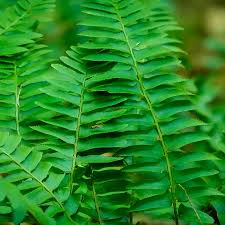Image result for Polystichum