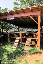 Lanai Part 2 Lanai Cat Sanctuary With 800 Residents Cat Sanctuary Lanai Sanctuary