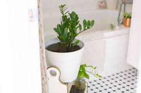 Most houseplants like a porous soil, allowing room for water and air pockets. 8 Shower Plants That Want To Live In Your Bathroom