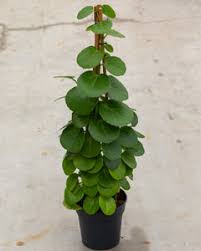 Image result for Cissus rotundifolia