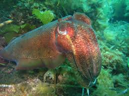 Image result for Queenslandiella