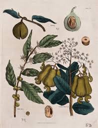 Image result for Anacardiaceae