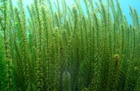 Image result for Elodea