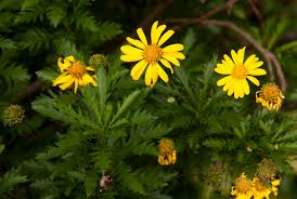 Image result for Euryops chrysanthemoides