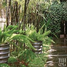 Seeds & bulbs └ plants, seeds & bulbs └ yard, garden & outdoor living └ home & garden все категории antiques art baby books & magazines business семена бамбука. Smart Side Yard Solutions For Your Landscape Better Homes Gardens