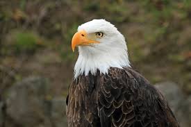 With five number one singles and six number one albums, six grammy awards, and five american music awards. Bald Eagles Across America Infected By Newly Discovered Virus
