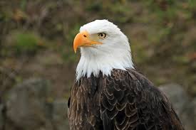Eagles live, the millennium concert, and long road out of eden. Bald Eagles Across America Infected By Newly Discovered Virus