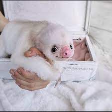 Sloth Lovers On Instagram Have You Ever Seen An Albino Sloth Woolentoys Nastapax Sloth Sloths Slothsofinst Sloth Lovers Sloth Sloth Life