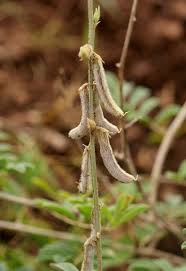 Image result for Tephrosia villosa