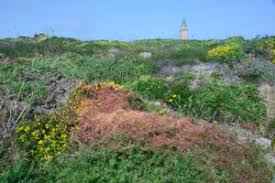 Image result for Agelanthus zizyphifolius