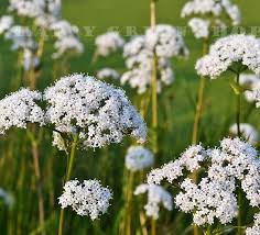 Image result for Anisosepalum