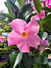 Image result for dipladenie hybrida rio obrázek