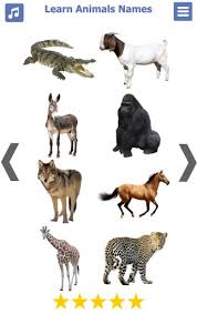 It's a family business so whenever people ask about my pets i say i own 2 dogs. Download Learn Animals Name Animal Sounds Animals Pictures Free For Android Learn Animals Name Animal Sounds Animals Pictures Apk Download Steprimo Com