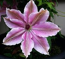 Deborah dahl clematis deborah dahl clematis. Exclusive Genetics Clearview Horticultural Products