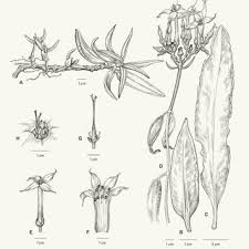 Image result for Kalanchoe latisepala