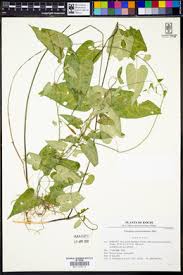 Image result for Vincetoxicum anomalum