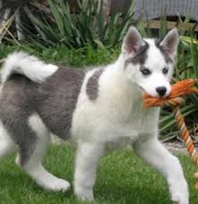  Huskies Husky Siberian Husky Dogs