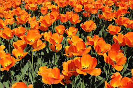 Maybe you would like to learn more about one of these? Flores Primavera Flores De Primavera Florales Floracion Flor Planta Floreciendo Fragilidad Vulnerabilidad Petalo Pxfuel