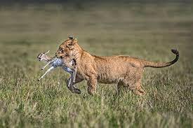 At gazelle sports, we actively pursue, encourage and celebrate a healthy lifestyle. Lion Cub With Gazelle Photograph By Xavier Ortega