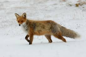 You can also use home remedies like a flea bath (either with flea shampoo or dawn dish soap), flea combs, and through vacuuming and. What Is A Fox Answered Twinkl Teaching Wiki