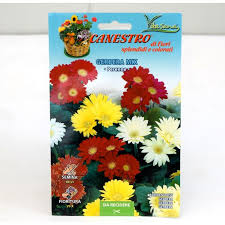 See full list on it.wikipedia.org Vendita Semi Di Gerbera Semi Fiori Online Mondo Piante