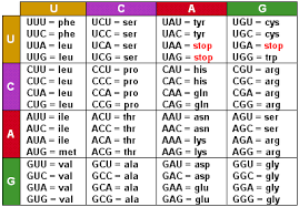 Mrna Sequence Chart Otvod