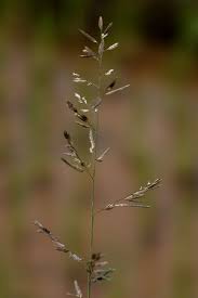 Image result for Eragrostis atrovirens