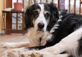 A 2018 study published in the journal pancreas also backed that up, stating there's a pancreatic cancer. Signs Symptoms Causes Of Kidney Failure In Dogs Clemmons Vet