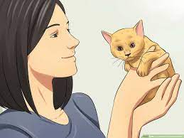 How To Care For Kittens From Birth 10 Steps With Pictures