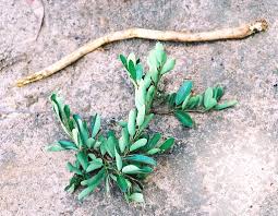 Image result for Securidaca longepedunculata