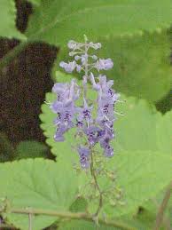 Image result for Plectranthus chimanimanensis