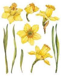 Watercolor Floral Clipart Spring Flowers Yellow Narcissus Etsy Flower Drawing Flower Sketches Flower Clipart