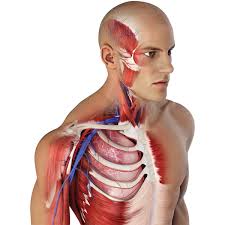 You can check out human models, switch to motion. Complete Anatomy App Student Plus License 10 Discount