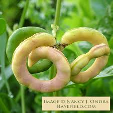 Image result for Vigna unguiculata