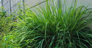 Image result for Cymbopogon nardus