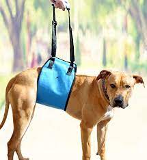 Pin On Must Have Pet Gear
