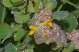 Image result for Humularia