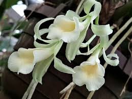 Image result for Polystachya galeata