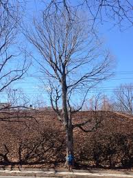 We did not find results for: Sugar Maple Yale Nature Walk
