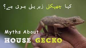 Is Wall Lizard Poisonous Myths About House Gecko Chipkali Pakistan Wildlife Foundation Youtube