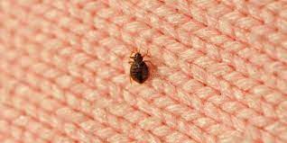 the good housekeeping institute rid of bed bugs best pest control bed bugs