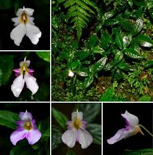 Image result for Pogonospermum ciliatum