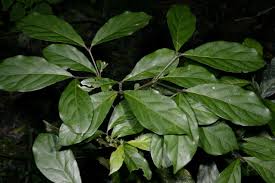 Image result for Heinsenia